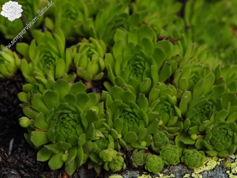 montanum ssp. carpathicum from Žiarské sedlo
