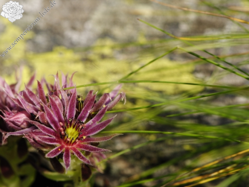 montanum ssp. carpathicum from Žiarské sedlo