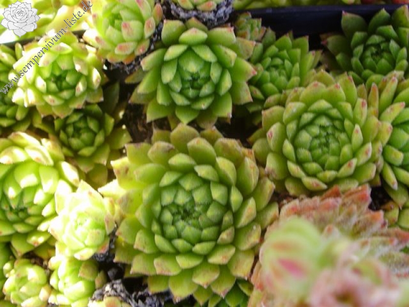 montanum ssp. carpathicum