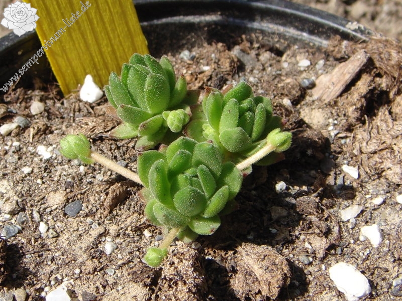 montanum ssp. carpathicum