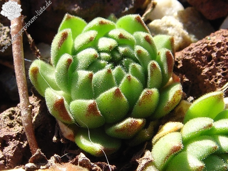 montanum ssp. carpathicum