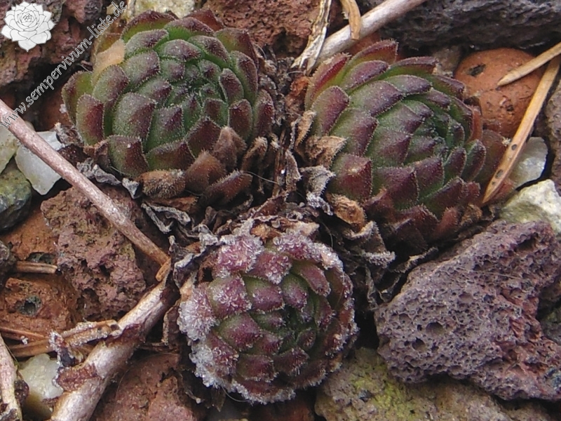 montanum ssp. carpathicum