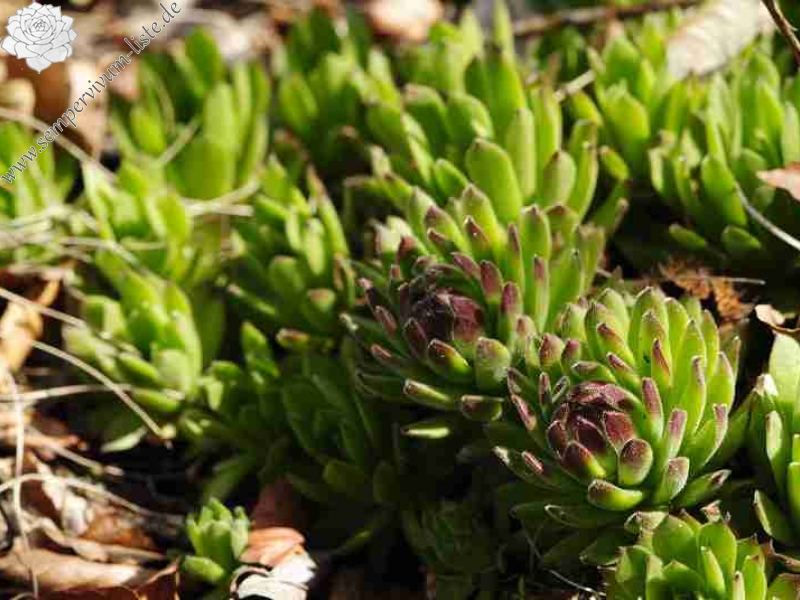 montanum ssp. heterophyllum from Buchlov