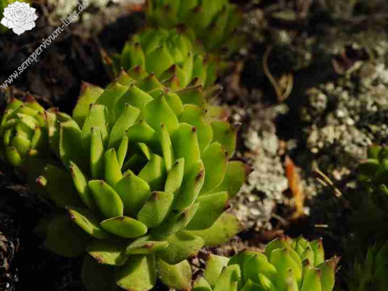 montanum ssp. heterophyllum from Buchlov