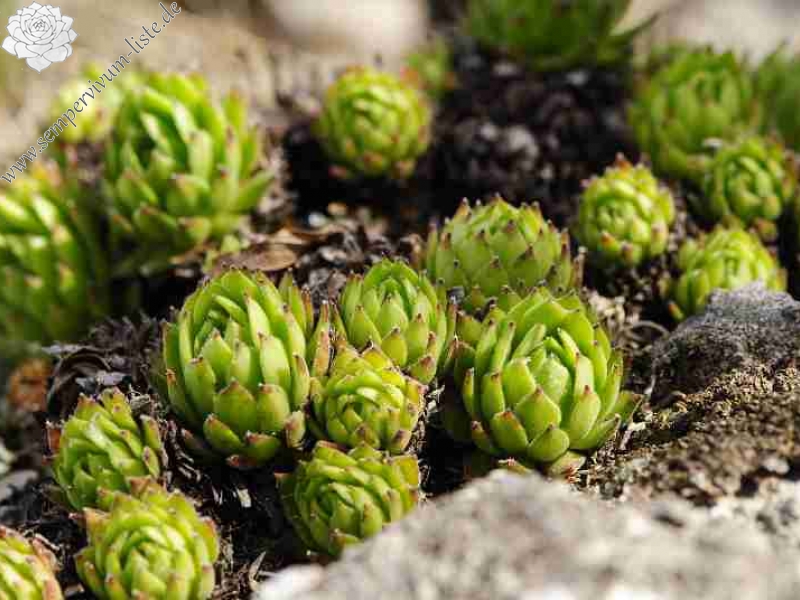 montanum ssp. heterophyllum from Buchlov