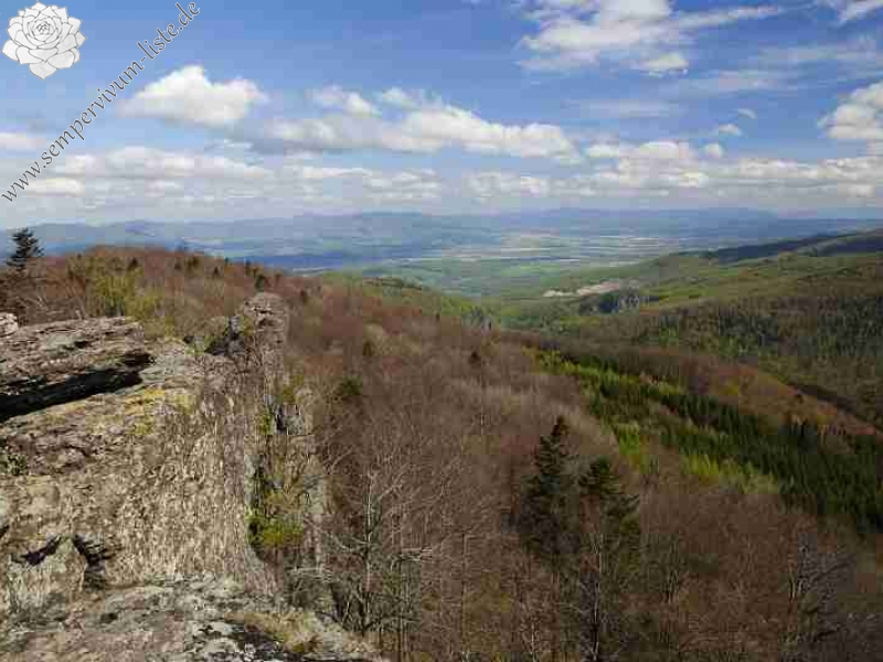 montanum ssp. heterophyllum from Buchlov