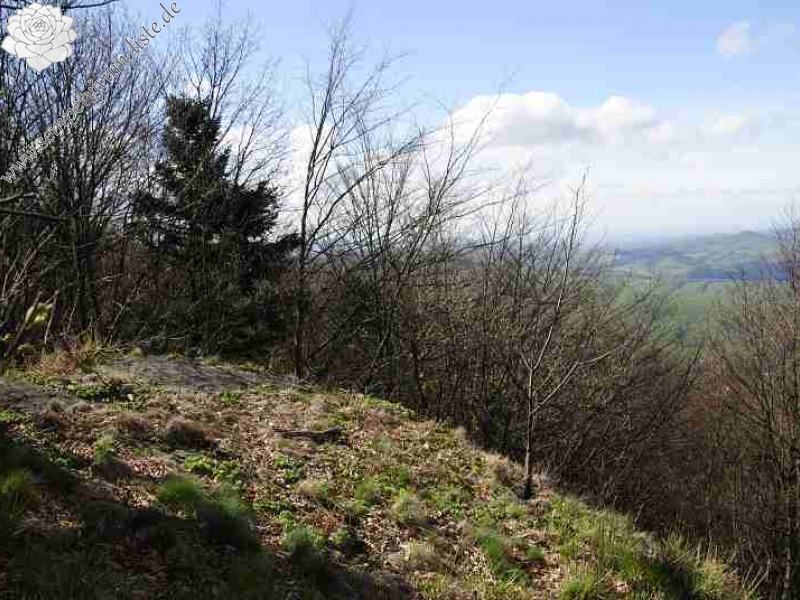 montanum ssp. heterophyllum from Buchlov