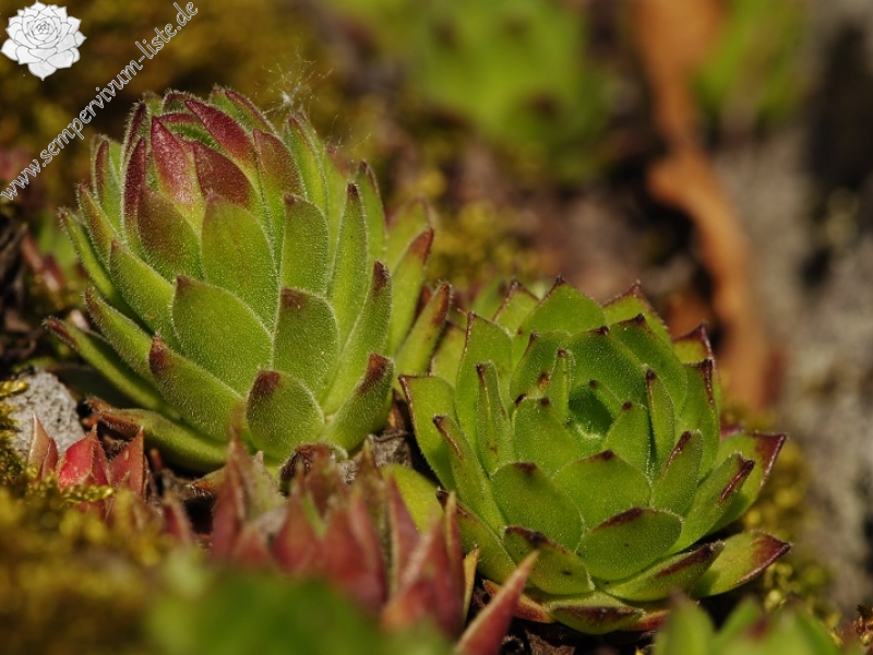 montanum ssp. heterophyllum from Jaseňová skala
