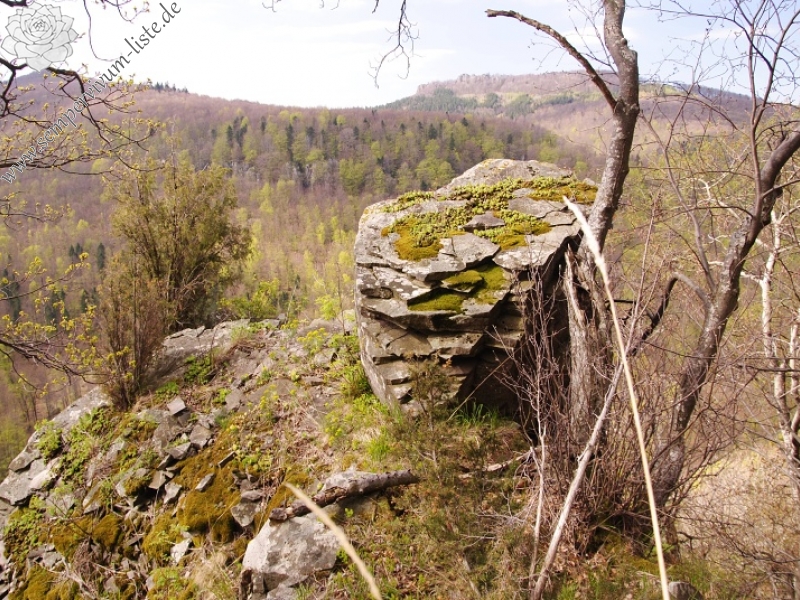 montanum ssp. heterophyllum from Jaseňová skala