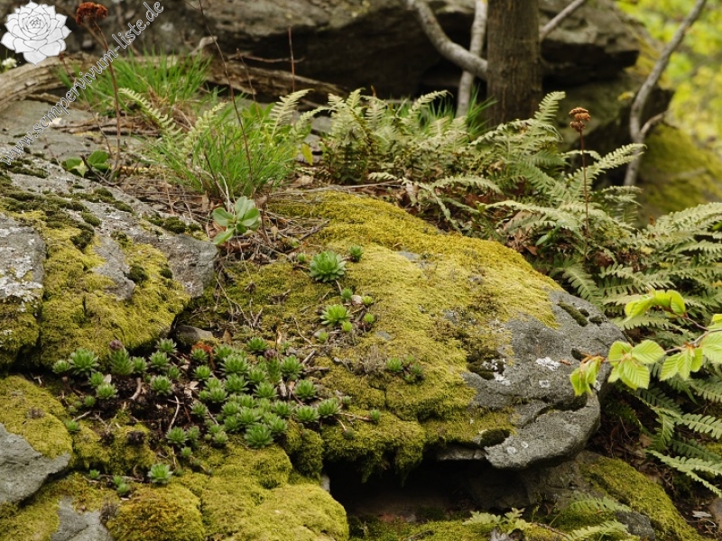 montanum ssp. heterophyllum from Makovište