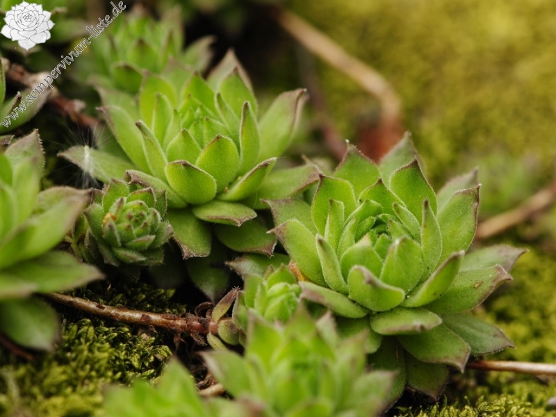 montanum ssp. heterophyllum from Makovište