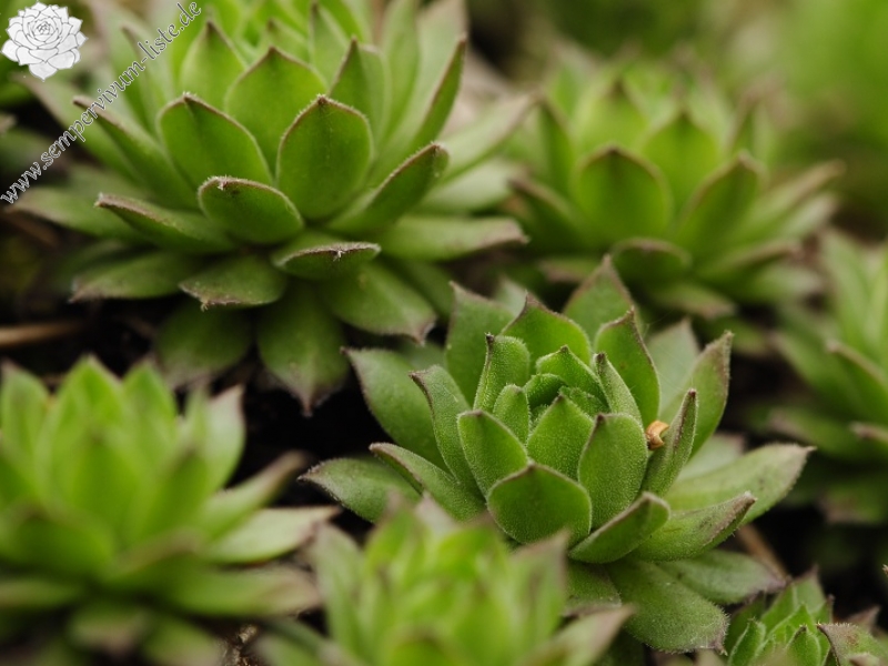 montanum ssp. heterophyllum from Makovište