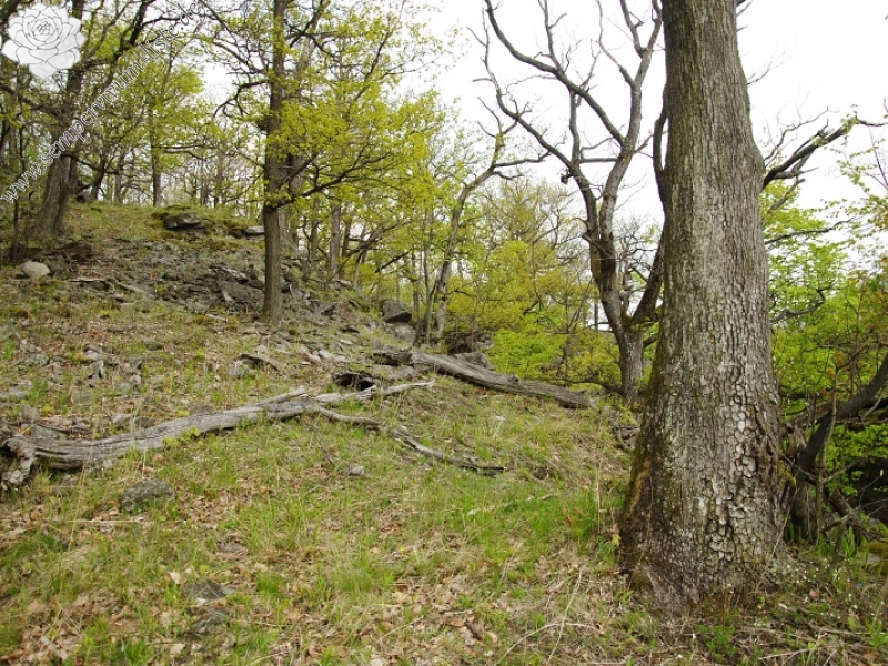 montanum ssp. heterophyllum from Makovište