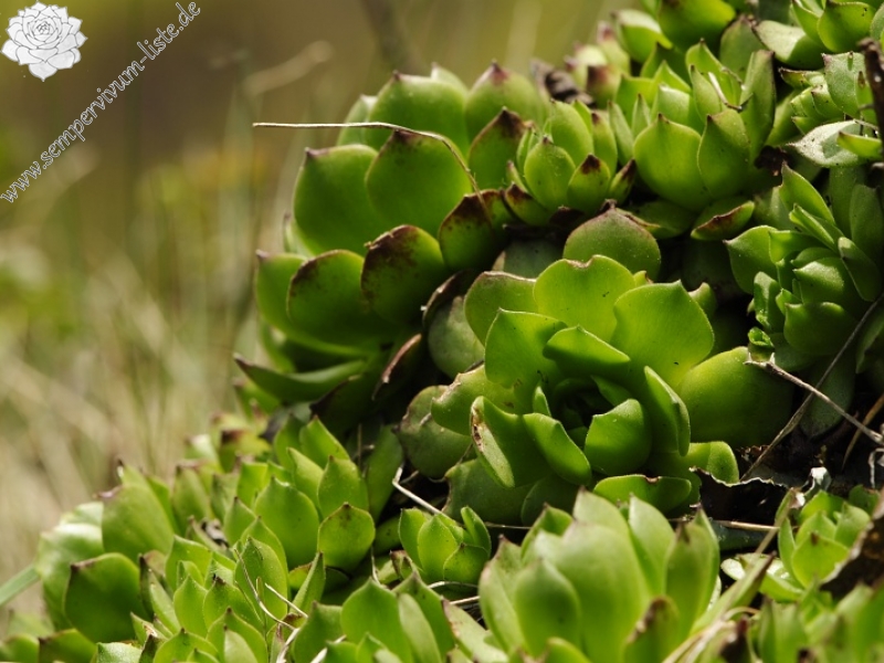 montanum ssp. heterophyllum from Malý Grič