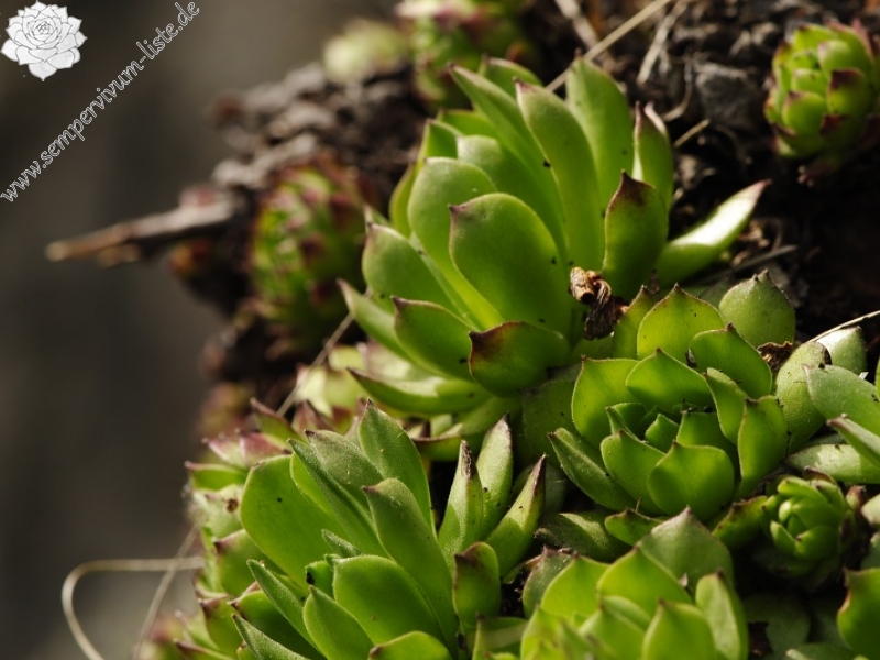 montanum ssp. heterophyllum from Malý Grič