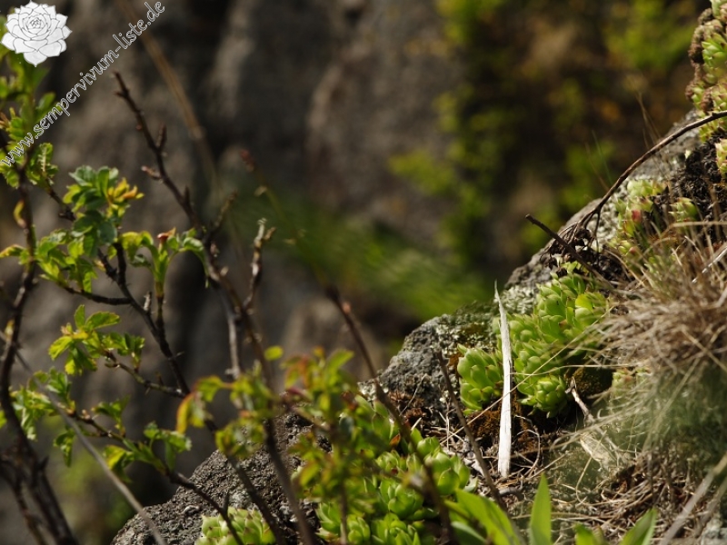 montanum ssp. heterophyllum from Malý Grič
