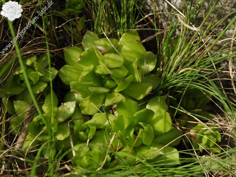 montanum ssp. heterophyllum from Malý Grič