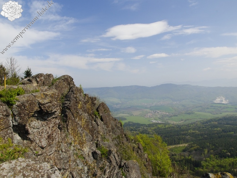 montanum ssp. heterophyllum from Malý Grič