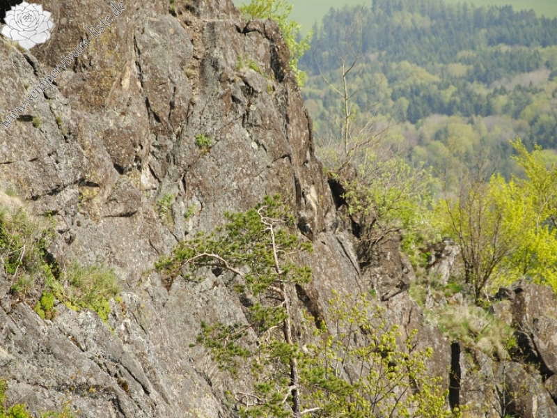 montanum ssp. heterophyllum from Malý Grič