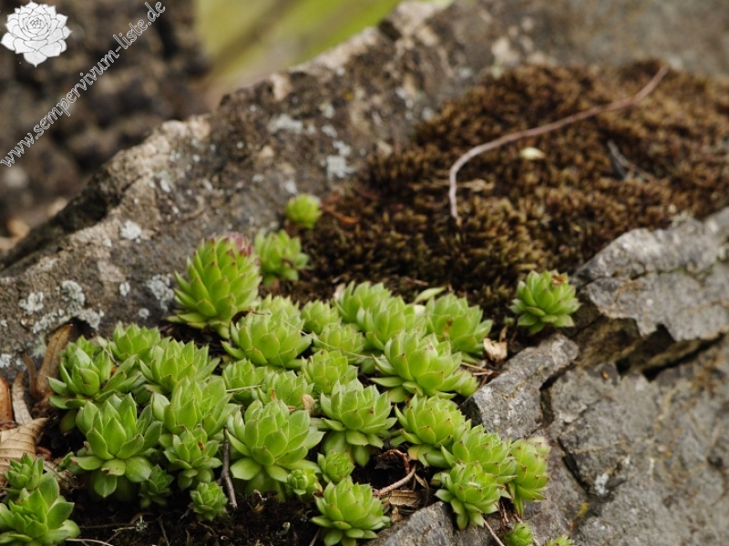 montanum ssp. heterophyllum from Sivý kameň, Felsen