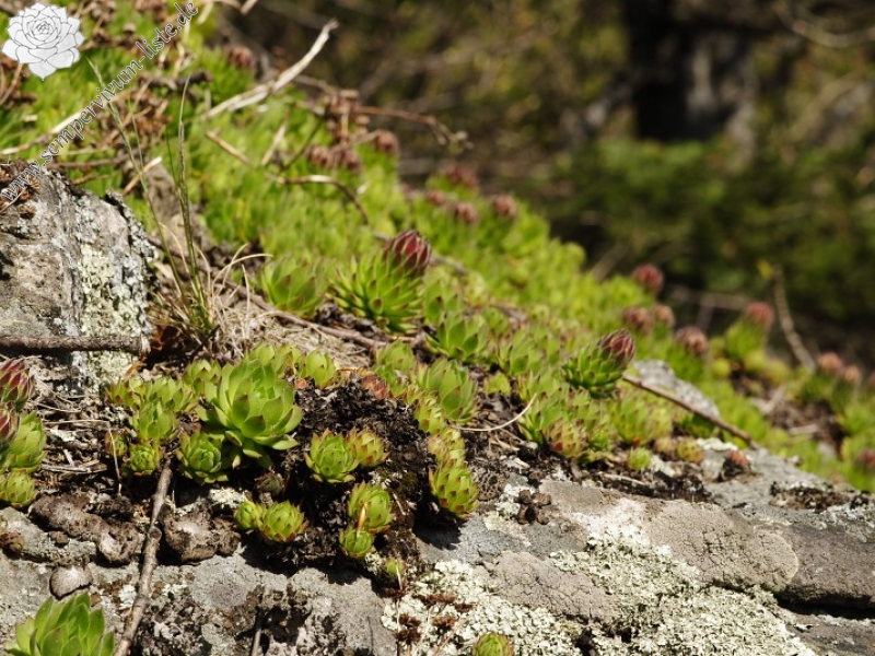 montanum ssp. heterophyllum from Sladná skala