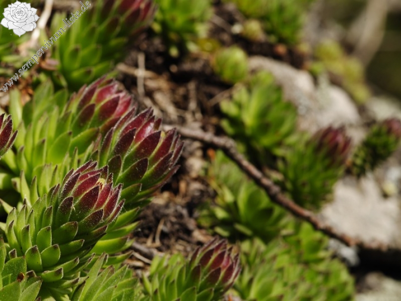 montanum ssp. heterophyllum from Sladná skala