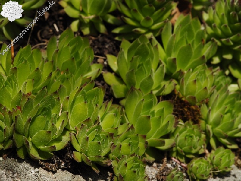 montanum ssp. heterophyllum from Sladná skala