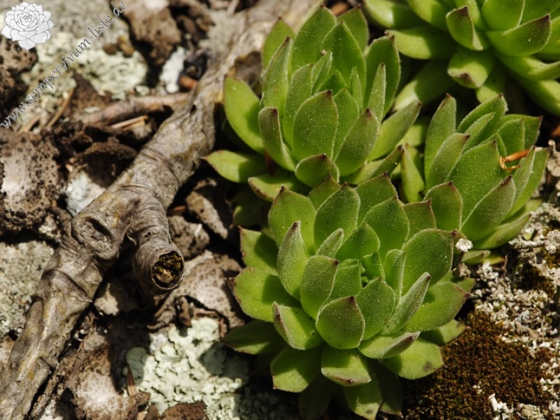 montanum ssp. heterophyllum from Sladná skala