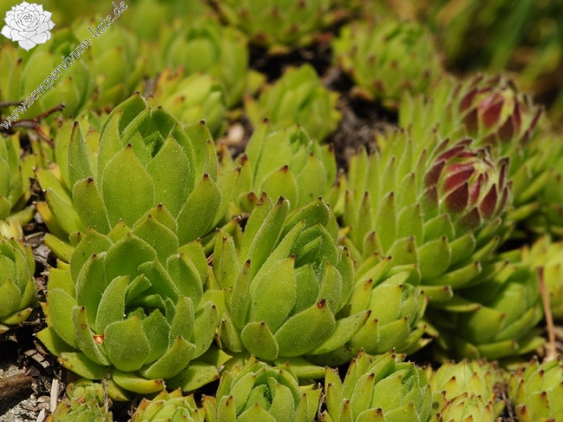montanum ssp. heterophyllum from Sladná skala