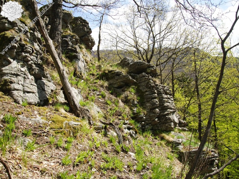 montanum ssp. heterophyllum from Sladná skala