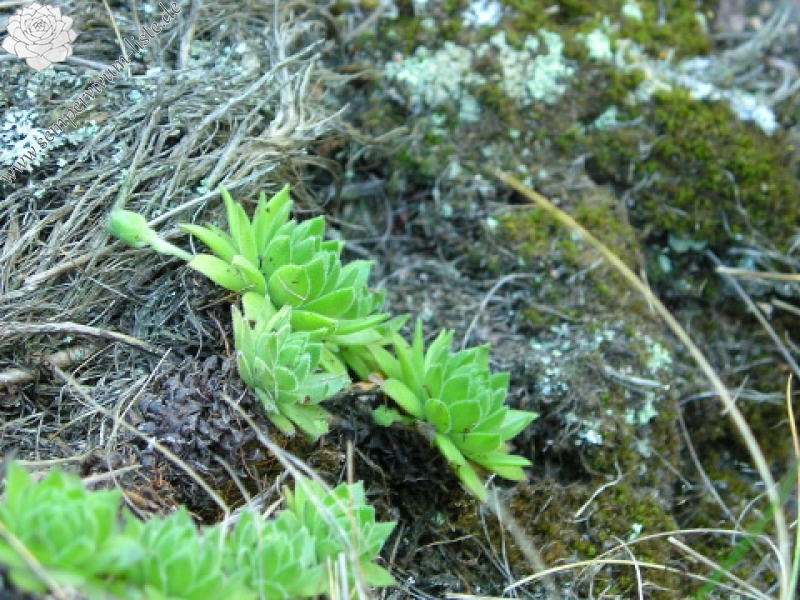 montanum ssp. heterophyllum from Stará Kremnička