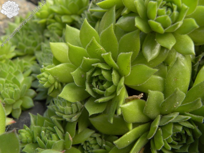 montanum ssp. heterophyllum from Stará Kremnička