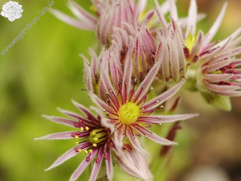 montanum ssp. heterophyllum from Stará Kremnička