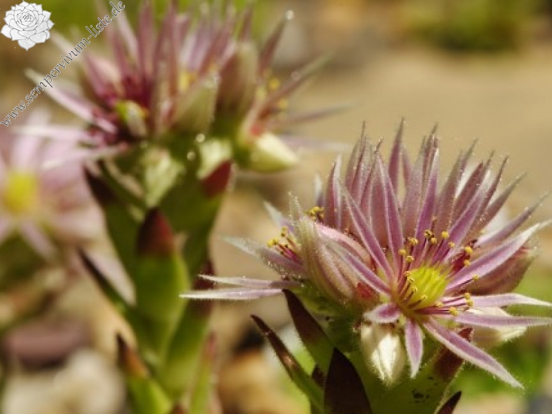 montanum ssp. heterophyllum from Stará Kremnička