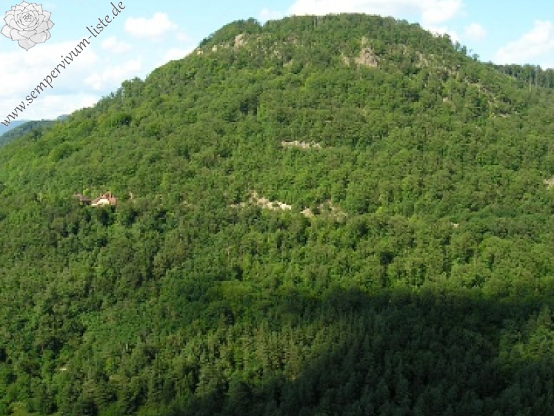 montanum ssp. heterophyllum from Stará Kremnička