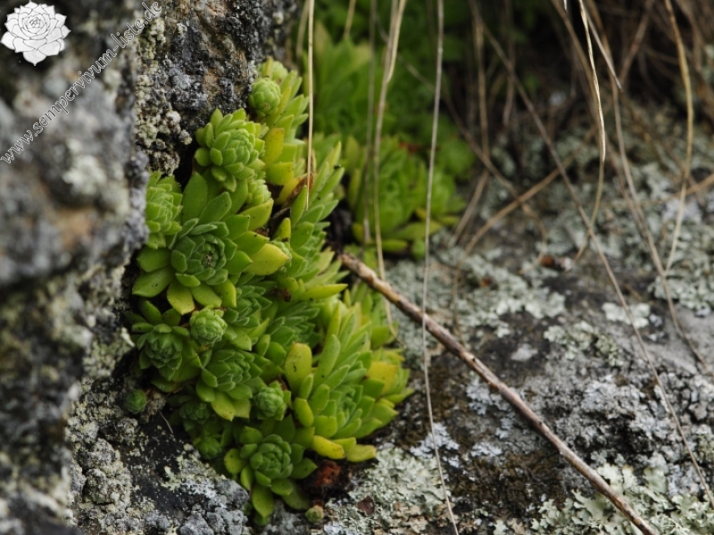 montanum ssp. heterophyllum from Starý hrad