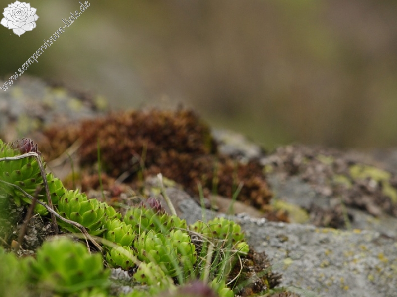 montanum ssp. heterophyllum from Veľký Grič