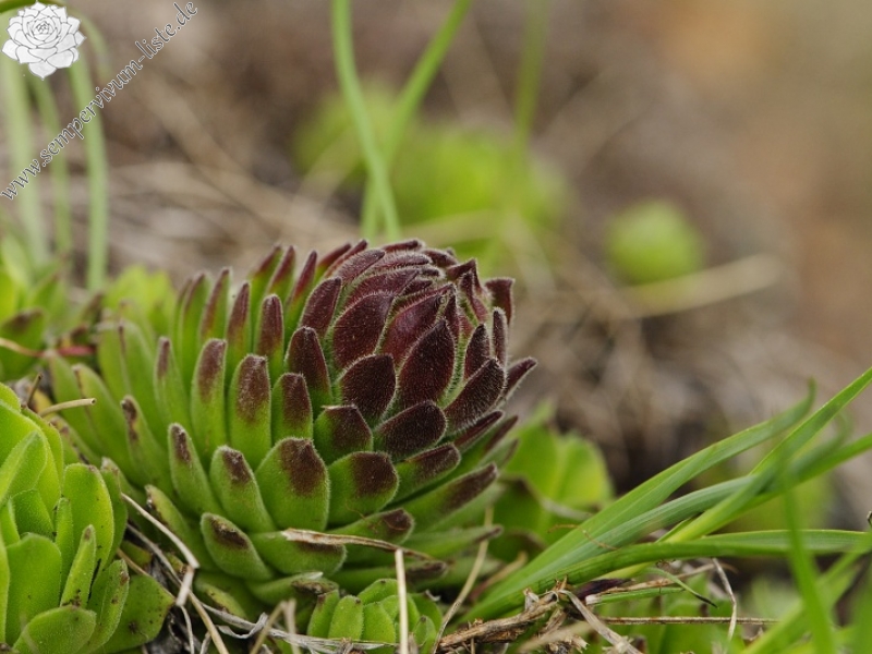 montanum ssp. heterophyllum from Veľký Grič