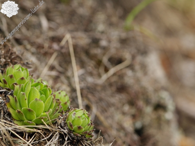 montanum ssp. heterophyllum from Veľký Grič