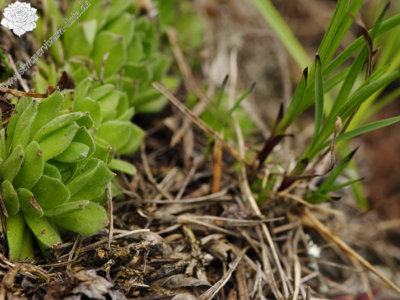 montanum ssp. heterophyllum from Veľký Grič