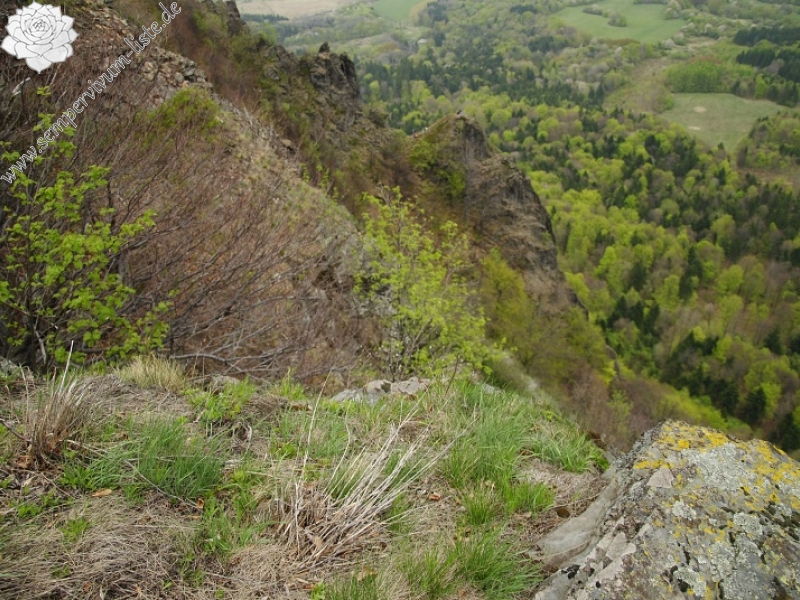 montanum ssp. heterophyllum from Veľký Grič