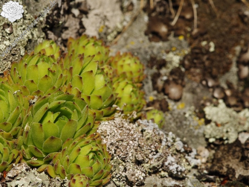 montanum ssp. heterophyllum from Žarnov