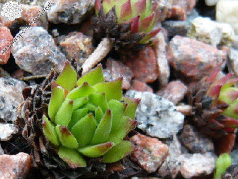 montanum ssp. heterophyllum