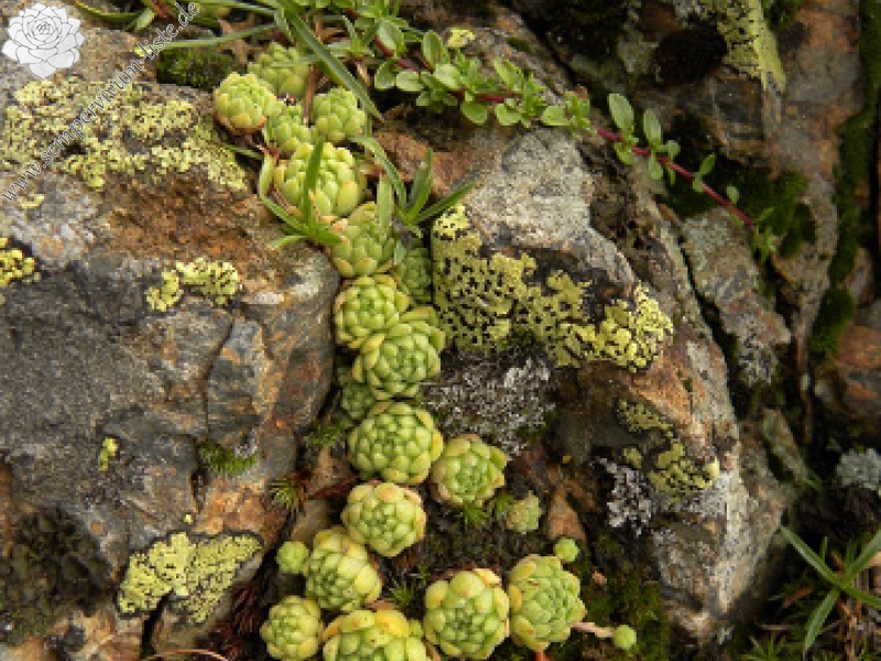 montanum ssp. montanum from Col du Tourmalet (unterhalb)