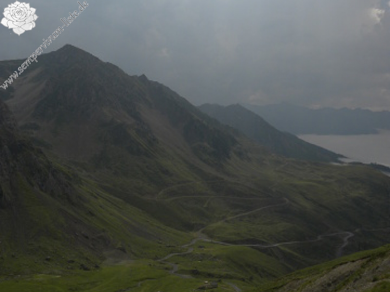 montanum ssp. montanum from Col du Tourmalet (unterhalb)
