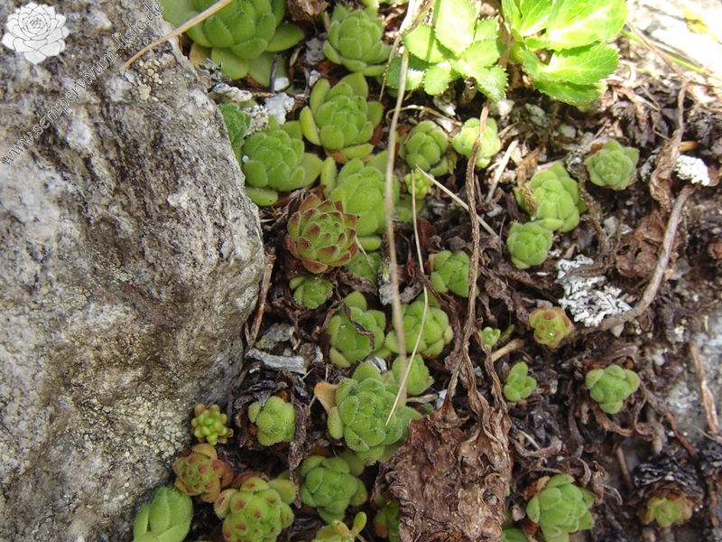 montanum ssp. montanum from Gotthard (Passhöhe)