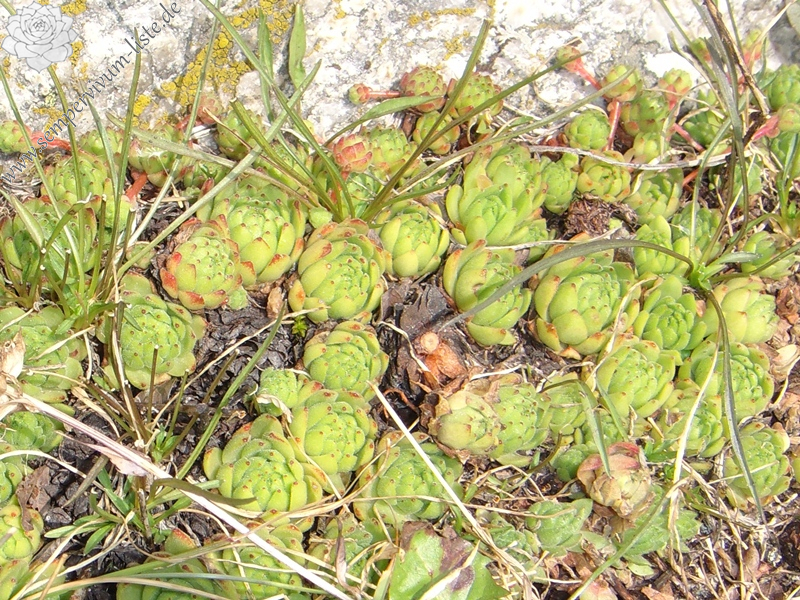 montanum ssp. montanum from Gotthard (Passhöhe)
