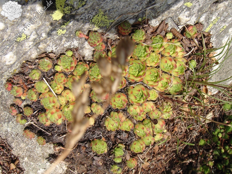 montanum ssp. montanum from Gotthard (Passhöhe)