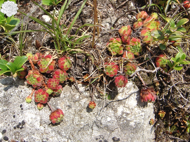 montanum ssp. montanum from Gotthard (Passhöhe)