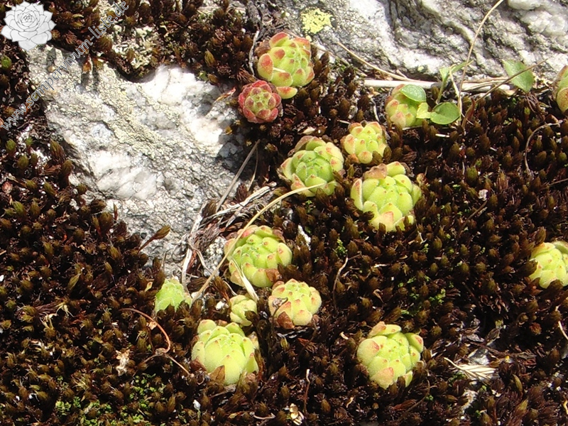 montanum ssp. montanum from Gotthard (Passhöhe)